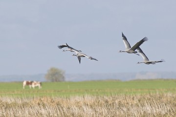 Cranes (Grus grus), Guenz, Mecklenburg-Western Pomerania, Germany, Europe