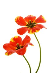 Red Tulip (Tulipa)