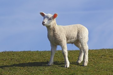 Fototapeta premium Lamb, domestic sheep, ewe lamb (Ovis ammon f. aries) standing on a dyke, Schleswig-Holstein, Germany, Europe