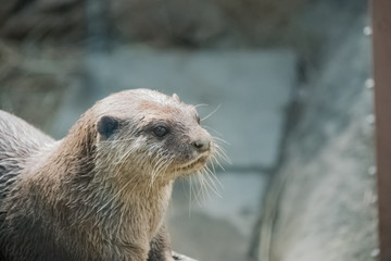コツメカワウソ。