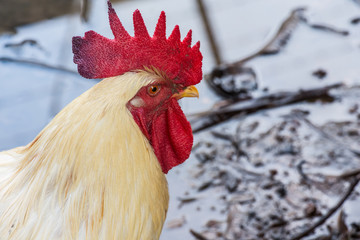 Chicken out to look for food in the morning of the day.