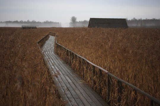 Federsee Lake wooden walkway passing through the reeds, Federsee Lake area, nature reserve near Bad Buchau, Biberach district, Upper Swabia, Baden-Wuerttemberg, Germany, Europe