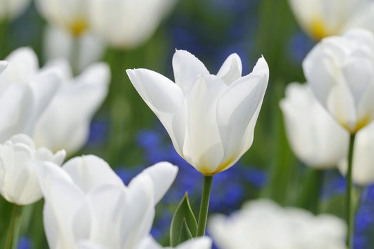 Tulips (Tulipa), white