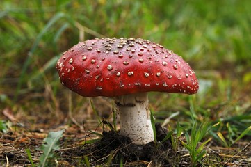 Small Fly Agaric (Amanita muscaria var muscaria)