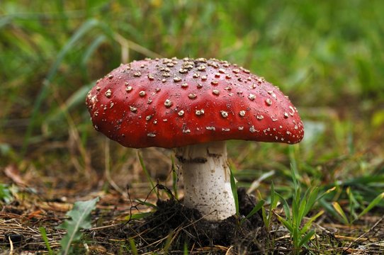 Small Fly Agaric (Amanita muscaria var muscaria)