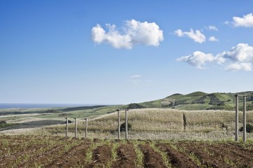 Sugarcane field in Chemin Grenier in the south of the Mauritius, Africa