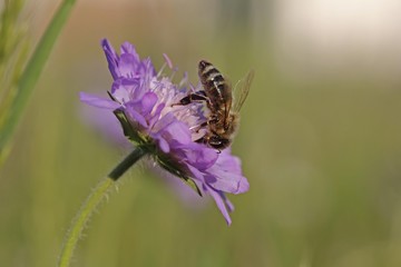 Honey bee (Apis mellifera) on a Scabious flower (Knautia), Baden-Wuerttemberg, Germany, Europe