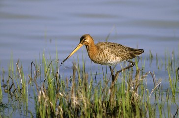 Black-tailed Godwit (Limosa limosa) searching for food, Neusiedlerseegebiet, Lake Neusiedl, Austria, Europe