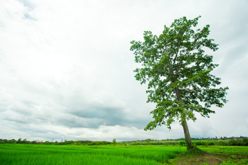 Fototapeta na wymiar Tree in the green field