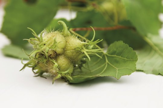 Leaves and nuts, hazelnuts, Turkish Hazel Tree (Corylus columa)