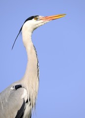 Grey Heron (Ardea cinerea), portrait