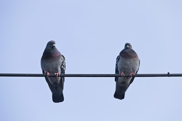 Domestic pigeons (Columba livia forma domestica), perched on a power line