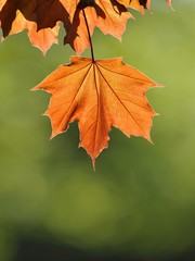Maple leaves (Acer)