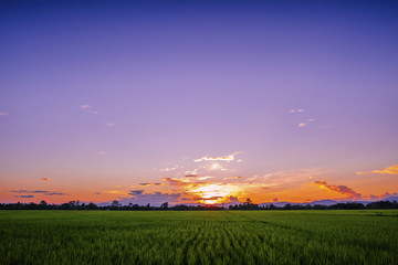 Obraz premium Landscape of Green Field and Beautiful Sunset