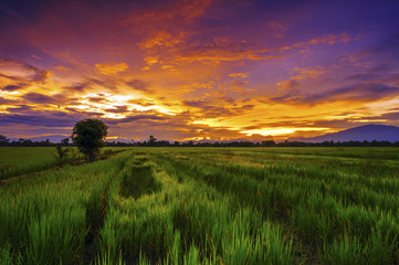 landscape rice field at twilight sky