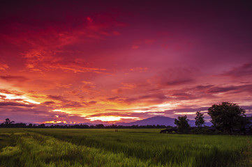 landscape rice field at twilight sky