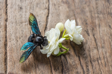 Insect wings are pretty Damdm white jasmine flowers on a wooden table.