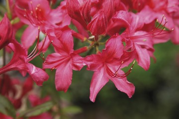 Azalea