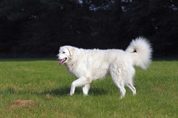 Obraz premium Kuvasz (Canis lupus familiaris), male, livestock guardian dog