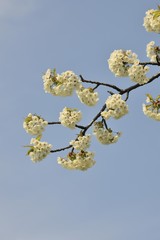 Flowering branch of a cherry tree in spring