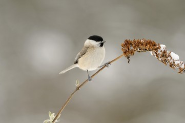 Marsh Tit (Parus palustris)