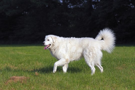 Kuvasz (Canis lupus familiaris), male, livestock guardian dog