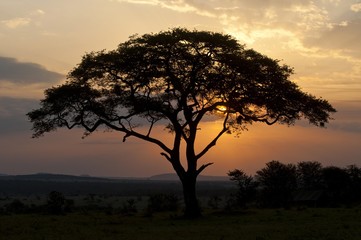 Fototapeta na wymiar Umbrella Thorn Acacia (Acacia tortilis) at sunset in the Serengeti, Tanzania, Africa