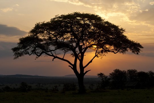 Umbrella Thorn Acacia (Acacia tortilis) at sunset in the Serengeti, Tanzania, Africa