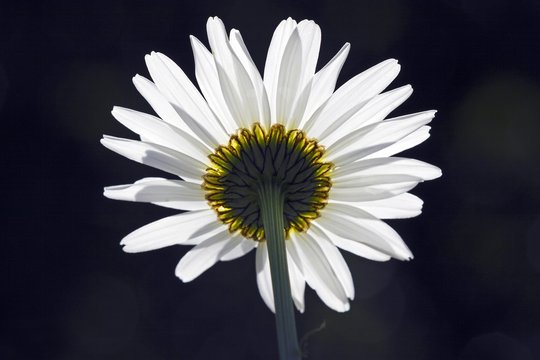 Marguerite, Moon daisy, oxeye daisy, blossom in backlight (Leucanthemum vulgaris)