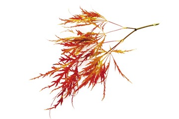 Naklejka premium Japanese Maple (Acer palmatum Dissectum Viridis)