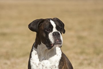 Boxer, older dog