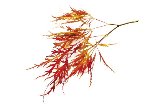 Japanese Maple (Acer palmatum Dissectum Viridis)