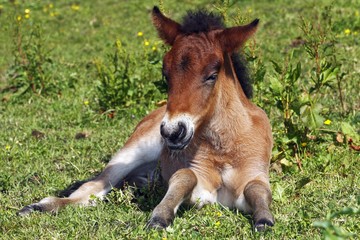 Naklejka na ściany i meble Young foal, Icelandic Horse, Icelandic Pony (Equus islandicus)