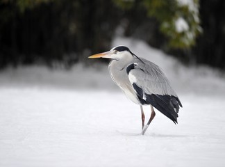Grey Heron (Ardea cinerea) in the snow