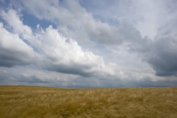 Barley field with atmospheric clouds, Franconia, Bavaria, Germany, Europe