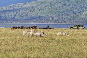 Fototapeta premium White Rhinoceroses or Square-lipped Rhinoceroses (Ceratotherium simum), adult animals in front of buffalo and an off-road vehicle, Lake Nakuru National Park, Kenya, East Africa, Africa, PublicGround, Africa