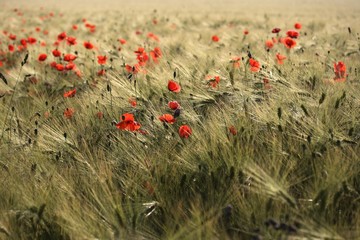 Obraz premium Poppies (Papaver) in a corn field