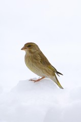 Greenfinch (Carduelis chloris), female