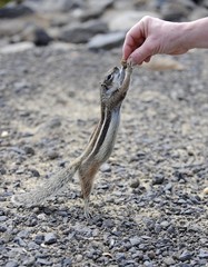 Barbary Ground Squirrel (Atlantoxerus getulus) begging for food, Fuerteventura, Canary Islands, Spain, Europe