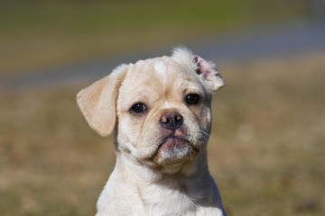 Puggle puppy, portrait