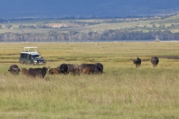 Group of African Buffalo (Syncerus caffer) in front of an off-road vehicle, Lake Nakuru National Park, Kenya, East Africa, Africa, PublicGround, Africa