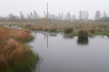 Autumn in the Dutch raised bog reserve Bargerveen, Netherlands, Europe