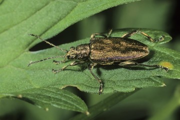 Leaf beetle species (Donacia sp.)