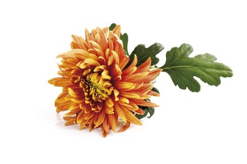 Chrysanthemum (Chrysanthemum indicum)