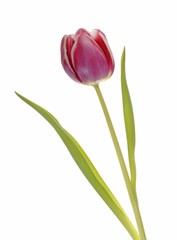 Tulip (Tulipa)