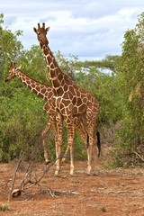 Reticulated Giraffes (Giraffa camelopardalis reticulata), Samburu National Reserve, Kenya, East Africa, PublicGround, Africa