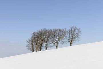 Beeches (Fagus sylvatica), Schauinsland hill in the Black Forest, Breisgau-Hochschwarzwald, Baden-Wuerttemberg, Germany, Europe