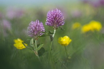 Red Clover (Trifolium pratense) and Buttercup (Ranunculus acris)