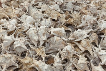 Sale of illegally caught conches on Rawai Beach, Phuket, Thailand, Asia