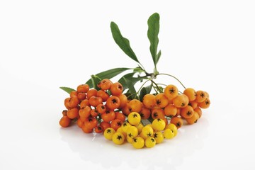 Orange and yellow Firethorn (Pyracantha)
